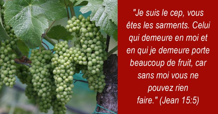 Dijo Jesús: Yo soy la vid, vosotros los pámpanos; el que permanece en mí, y yo en él, éste lleva mucho fruto; porque separados de mí nada podéis hacer. (Jn 15:5)